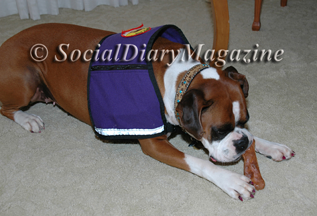 Kima enjoying her special treats at The Beverly Hills Hotel